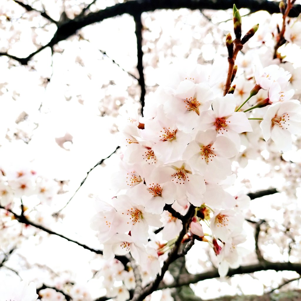_mym1_'s tweet photo. 明日はお釈迦さまの生誕日である「花まつり」の日。
ということで明日の #なとらじWIDE  #5colors はお花の曲特集です🌼

メッセージテーマも「花」💐
皆さんのお好きなお花など、花にまつわるエピソードを教えてください💮

そしてお住まいの地域の桜はいかがですか？
名取市役所の桜は満開です🌸 https://t.co/M57IzxA6ui
