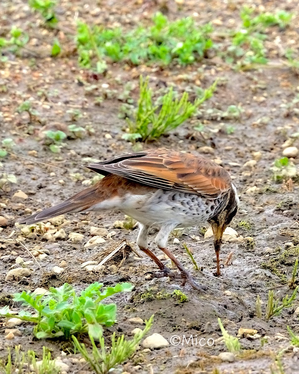 みっこぼー🇯🇵 tweet media