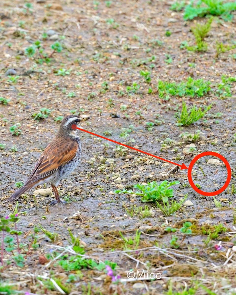 みっこぼー🇯🇵 tweet media