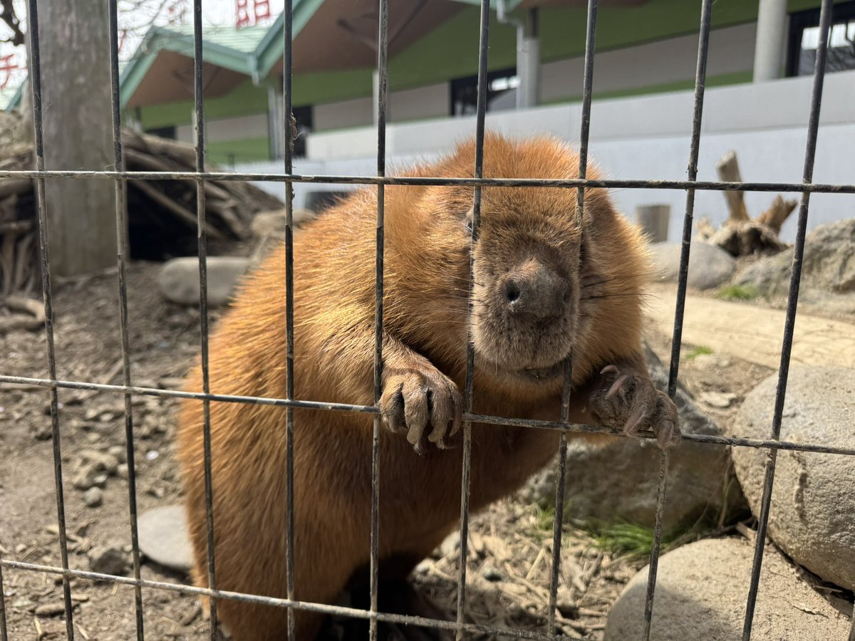 photo_beaver's tweet image. 耳はどこ？

#アメリカビーバー
#beaver 
#阿蘇ファームランド
#フタバ