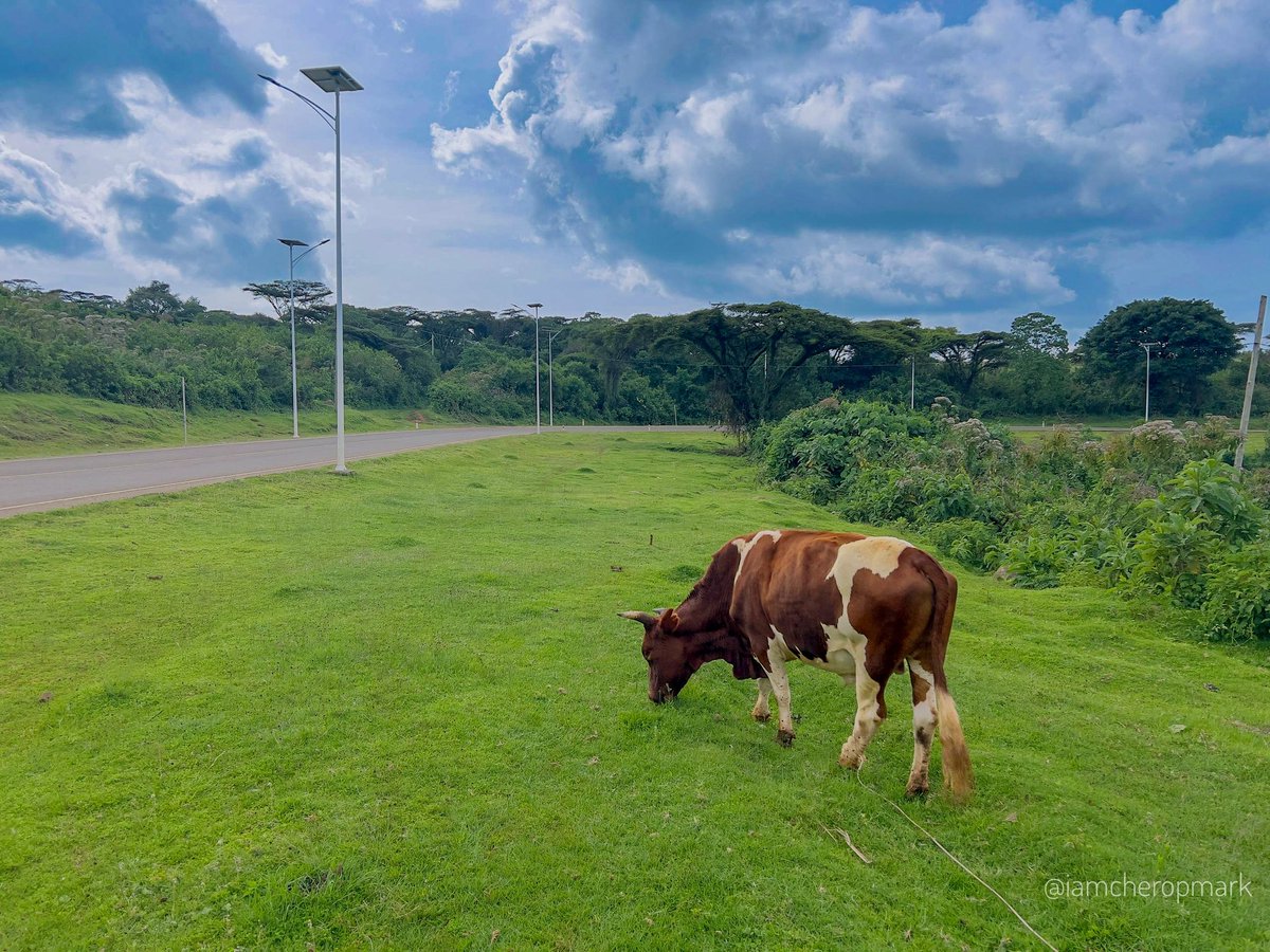 Cherop🕸️ tweet media