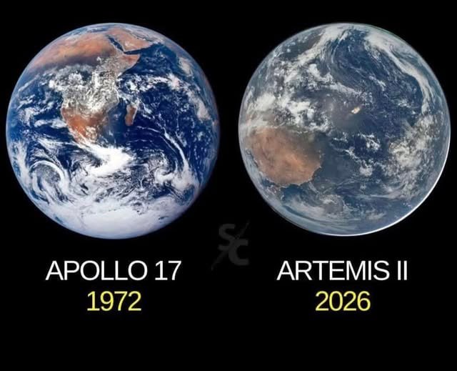 Lion Leonidas tweet media