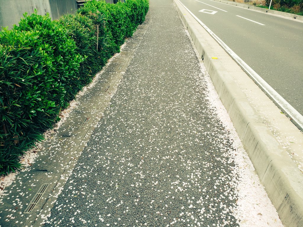 スターネス tweet media