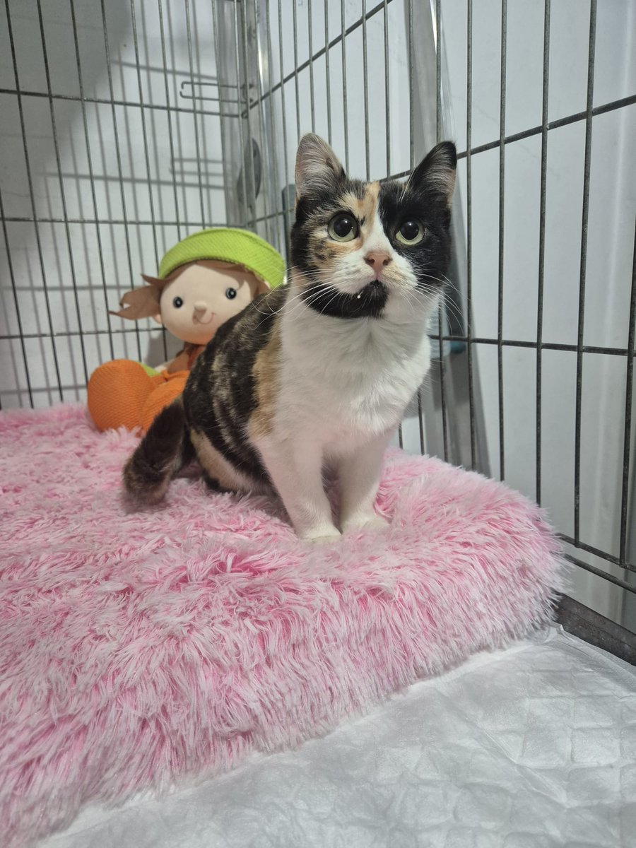 Esta Semana Santa nos dejaron un "regalito" en una de nuestras colonias. Una peque tricolor muertecita de miedo en la caseta de alimentación.  Aterrada y buscando el calor humano así la recogimos. No vamos a decir lo que pensamos de su dueño. Bienvenida Torrija🐱
@tierisch_happy