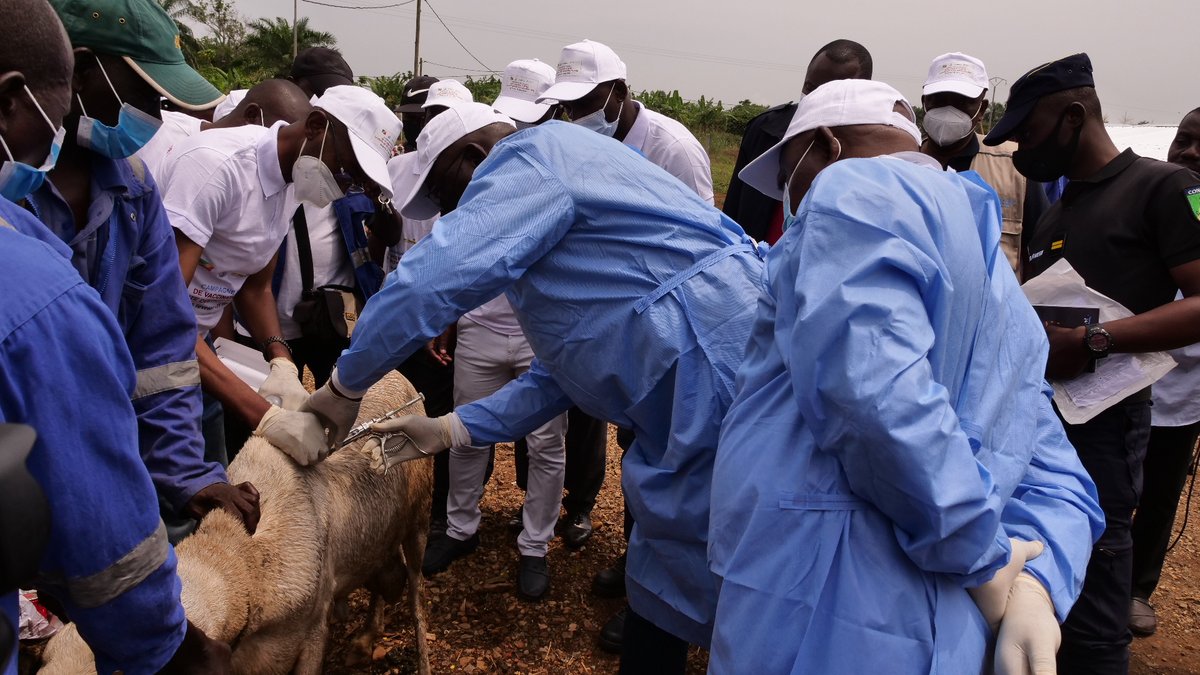 FAOCongo's tweet photo. 🌍 Journée mondiale de la santé 2026 : Ensemble pour la santé.
En cette journée, la FAO met en avant la science pour une alimentation sûre et des systèmes résilients. Avec One Health, elle lutte contre les zoonoses et risques sanitaires.
#FAO #OneHealth #Santé https://t.co/5pGiBLnF5y