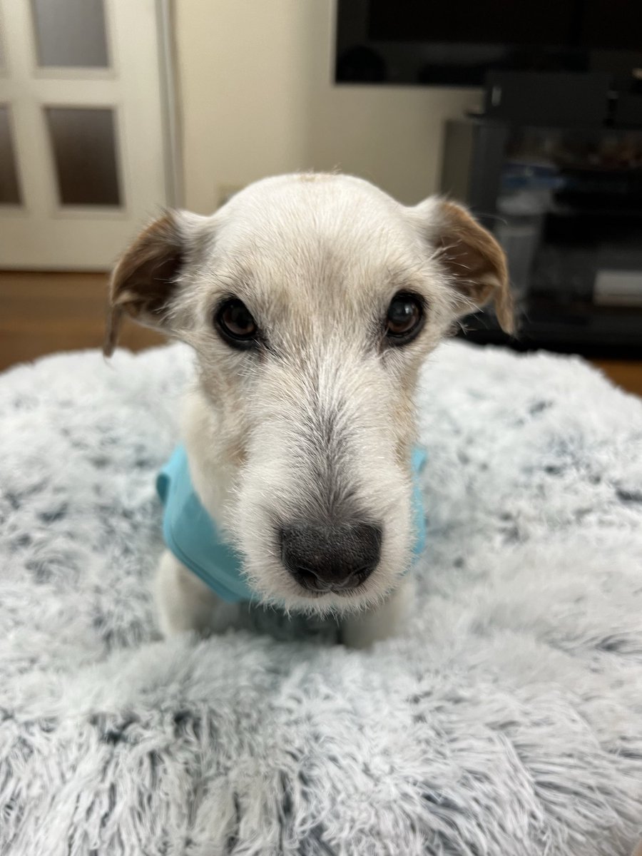 joy4ss's tweet photo. 今年15才のおじいワン🐶
夕方の散歩で突然左半身が動かず歩けなくなったので抱えて帰宅したら、またいつも通り元気そうに歩き、まだ散歩します！！！と踏ん張って主張する姿にほっ、、としつつ、いつお迎えがきてもおかしくないんだな、と。

一日一日を大切に君と過ごすよ
#ジャックラッセルテリア https://t.co/Go58lHEaP0