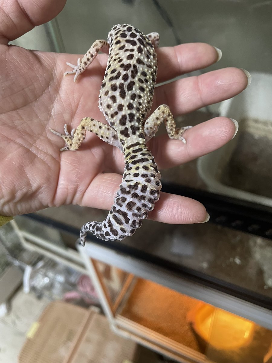 🐼みてぃー🐼 tweet media