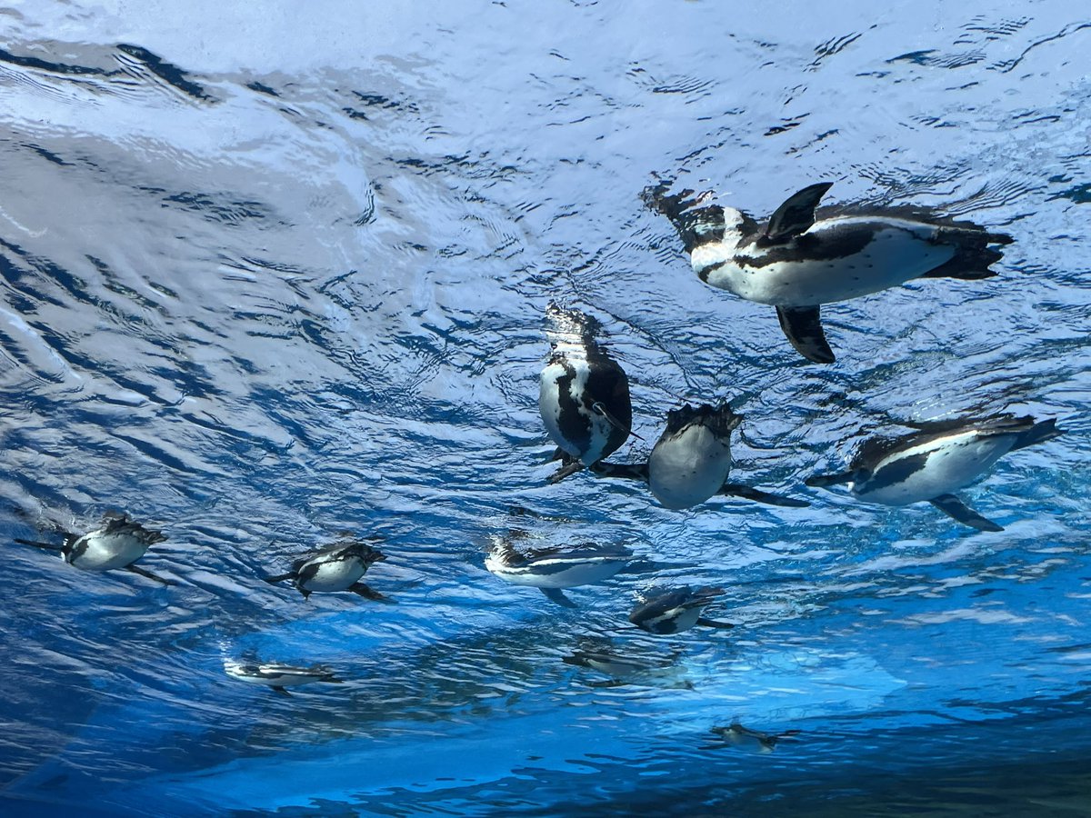 zero🐑🐣🪨🍊🕊️ tweet media