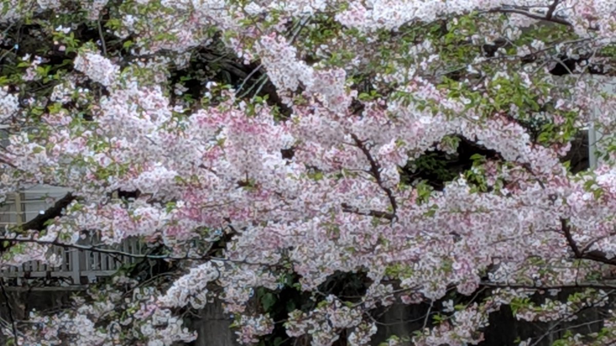 紫雲英沖すけ tweet media