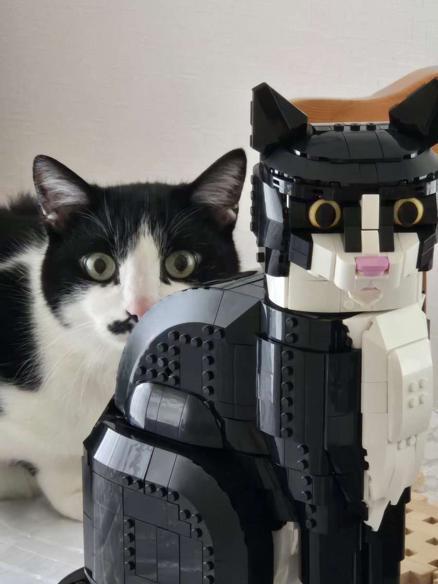 lanlanpink08's tweet photo. 偶然！
角度とか表情とか…
LEGO、作った甲斐あったわ

#lego
#タキシードキャット
#tuxedocat https://t.co/M1zQldYBu4