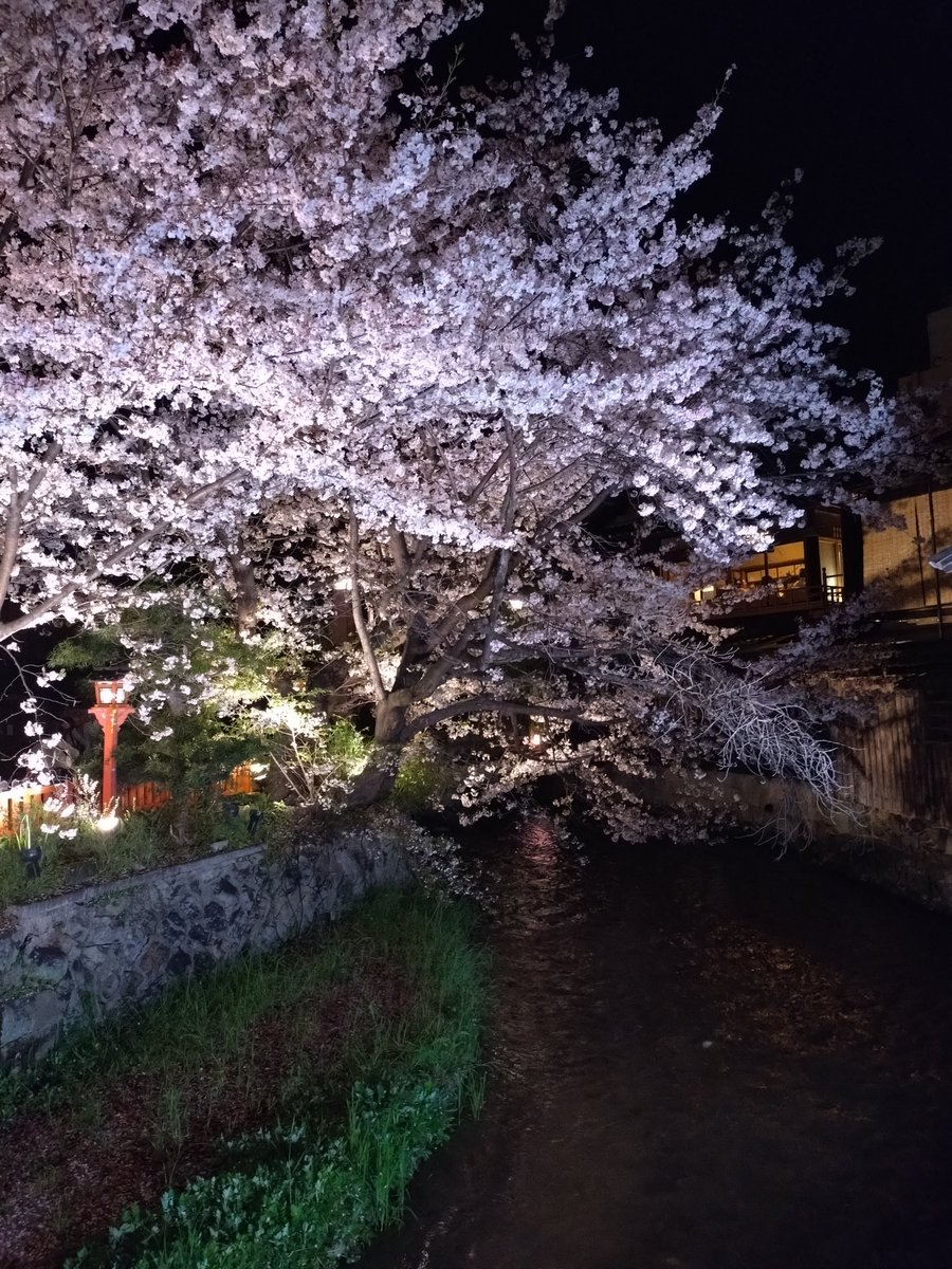 suu2160's tweet photo. 白川の桜🌸

昔からここが一番好き🩷

#日常垢
#白川の桜 https://t.co/OjkwCKANb4