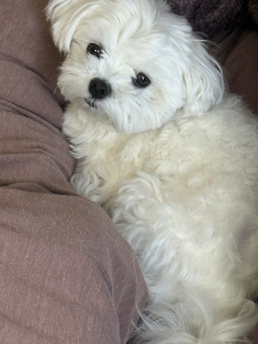 マルチーズのちな tweet media