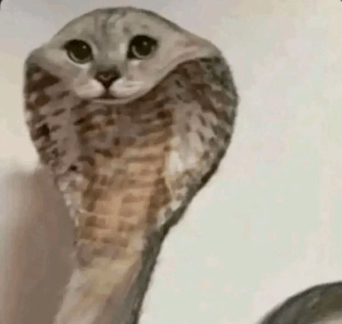 akane (aventiologist) tweet media