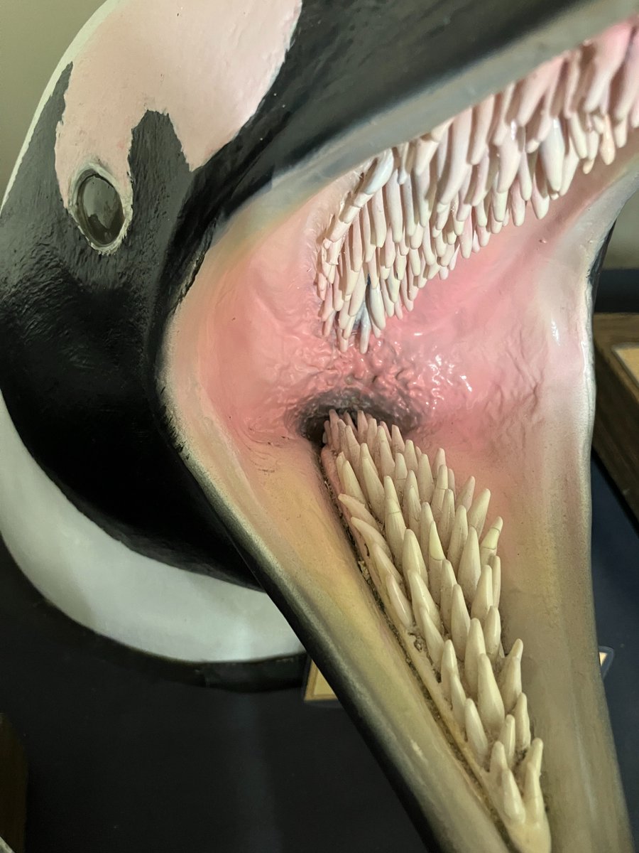 サンシャイン水族館 tweet media