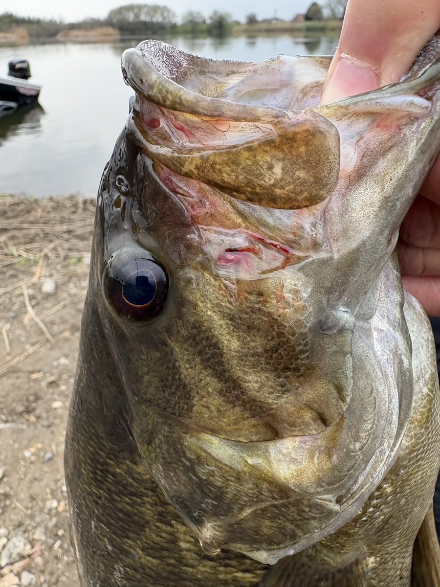 ぐっさん tweet media