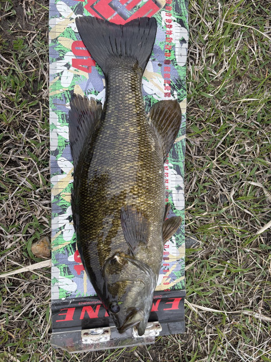 ぐっさん tweet media