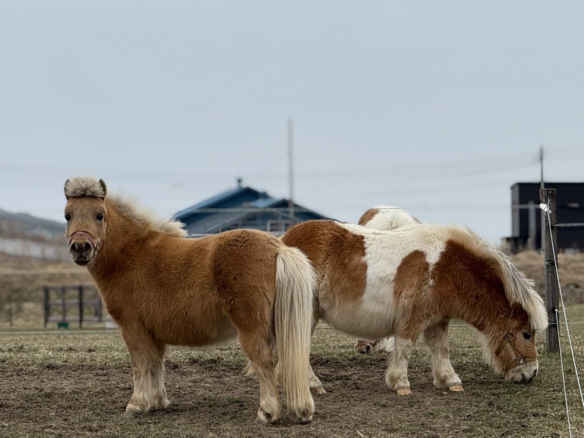 しおり tweet media