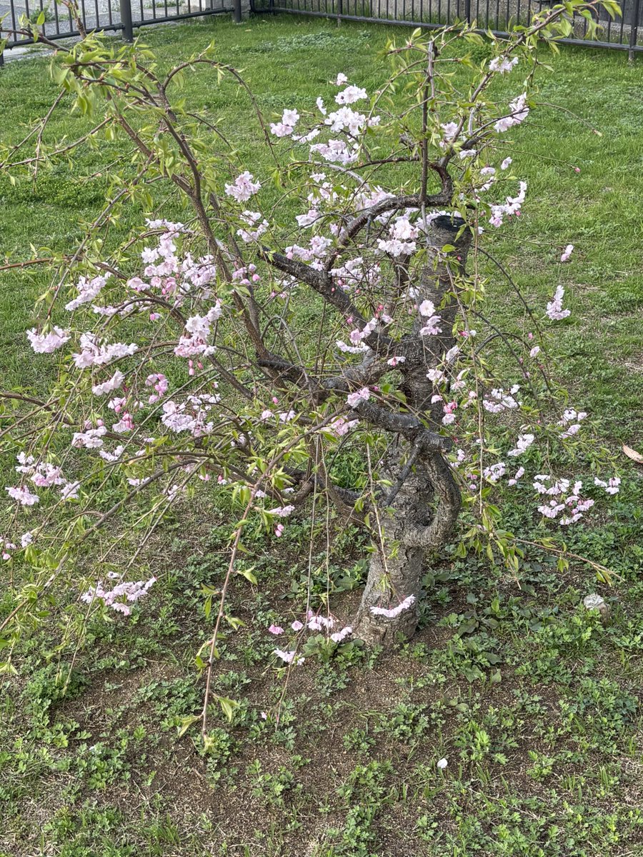 ジャン・QB(キュウベェ) tweet media