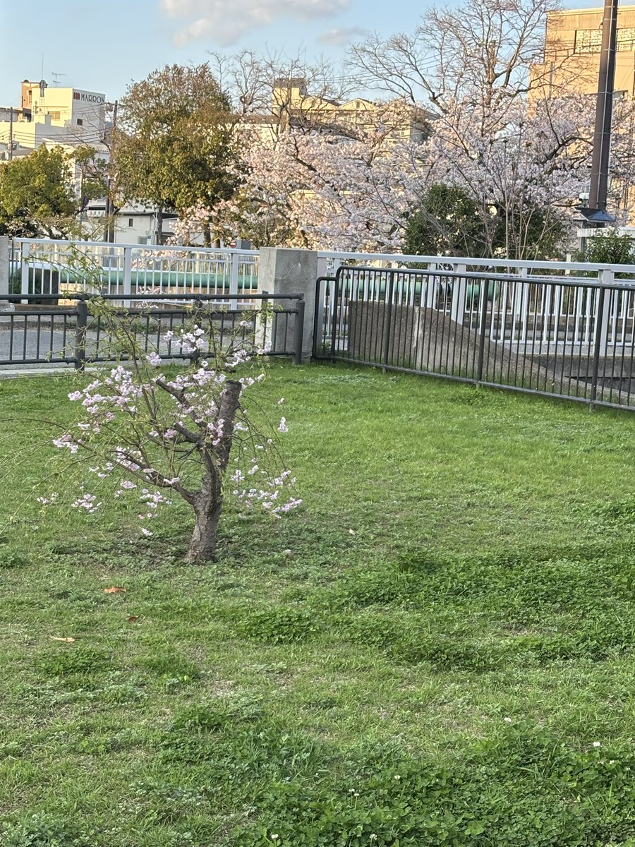 ジャン・QB(キュウベェ) tweet media