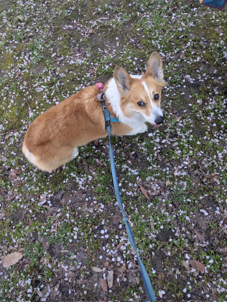 azuzuru's tweet photo. 2026年度あずきのお花見☆
先週末、永楽ダム周辺の桜を見に行ってきました🥰ダムの周りをゆっくりゆっくり。おやつ休憩をちょこちょことりながらお花見🤗もちろんあずきは桜にはあまり興味がなく、珍しい匂いやおやつ休憩が楽しかったみたい🥴
あずき、来年も行こうね🥰 https://t.co/rJHueC46d0