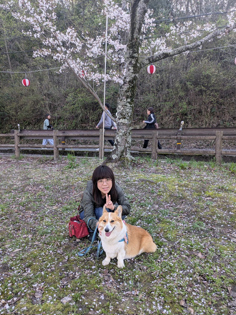 azuzuru's tweet photo. 2026年度あずきのお花見☆
先週末、永楽ダム周辺の桜を見に行ってきました🥰ダムの周りをゆっくりゆっくり。おやつ休憩をちょこちょことりながらお花見🤗もちろんあずきは桜にはあまり興味がなく、珍しい匂いやおやつ休憩が楽しかったみたい🥴
あずき、来年も行こうね🥰 https://t.co/rJHueC46d0