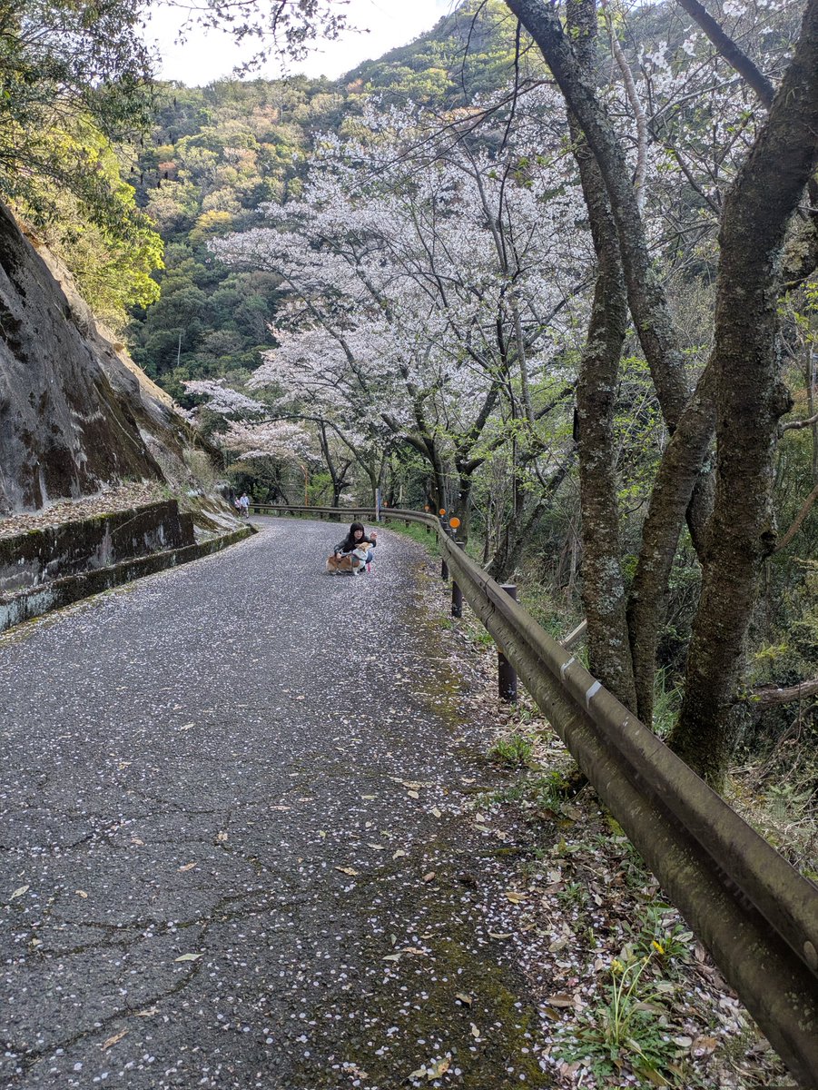 azuzuru's tweet photo. 2026年度あずきのお花見☆
先週末、永楽ダム周辺の桜を見に行ってきました🥰ダムの周りをゆっくりゆっくり。おやつ休憩をちょこちょことりながらお花見🤗もちろんあずきは桜にはあまり興味がなく、珍しい匂いやおやつ休憩が楽しかったみたい🥴
あずき、来年も行こうね🥰 https://t.co/rJHueC46d0