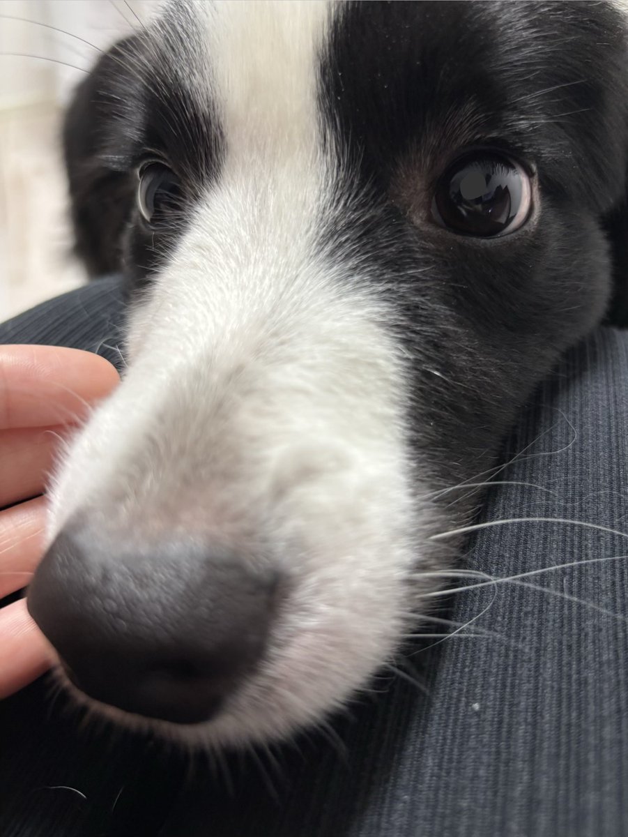 ボーダーコリーのヴィヴィ tweet media