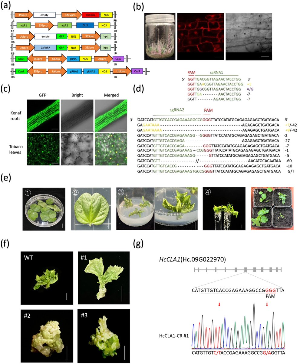WIMI Biotech tweet media