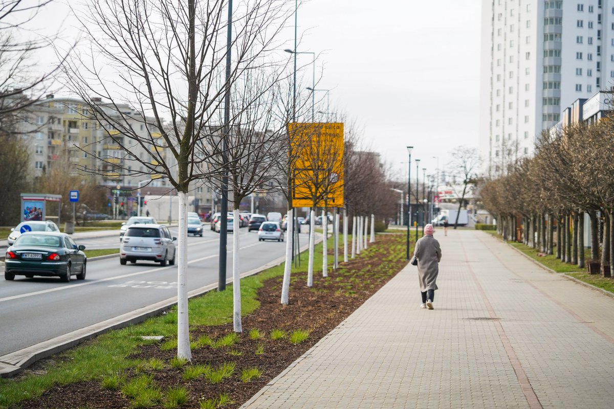 ZDM_Warszawa's tweet photo. Wzdłuż św. Wincentego wyrosła „zielona ściana”. Między ul. Kondratowicza a skrzyżowaniem z ulicami Malborską i Przy Grodzisku zasadziliśmy 43 nowe drzewa i ok. 1000 m2 krzewów, bylin i traw. ℹ️ https://t.co/QSNymWKLdo https://t.co/FhVTBQ1Bip
