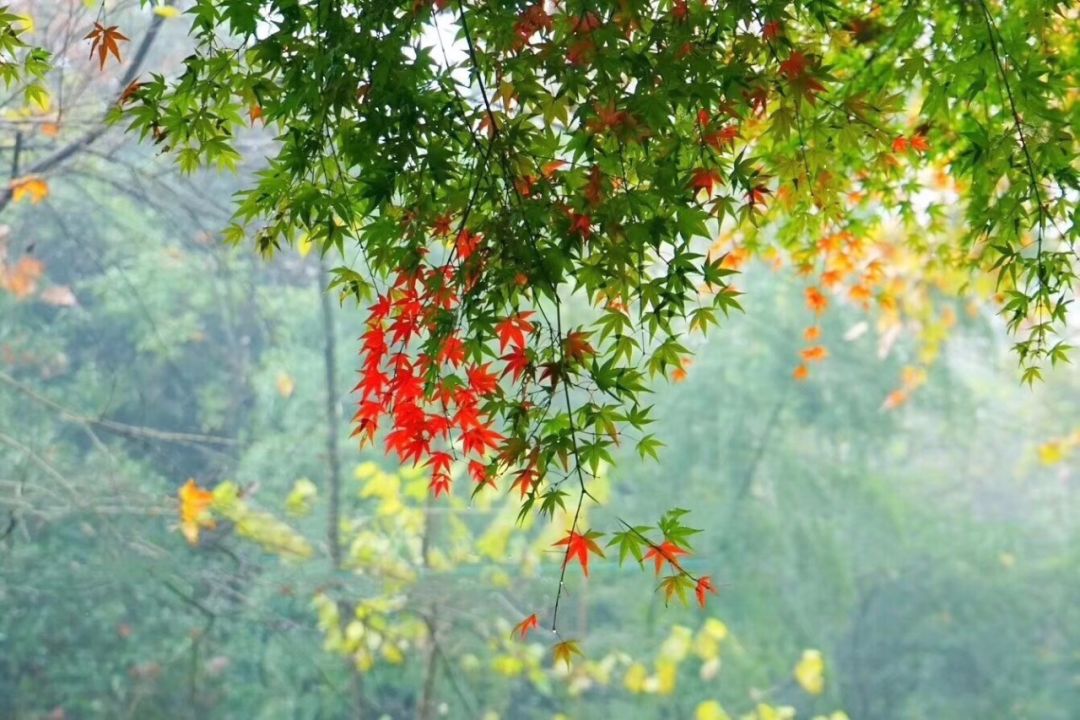 Frederik tweet media