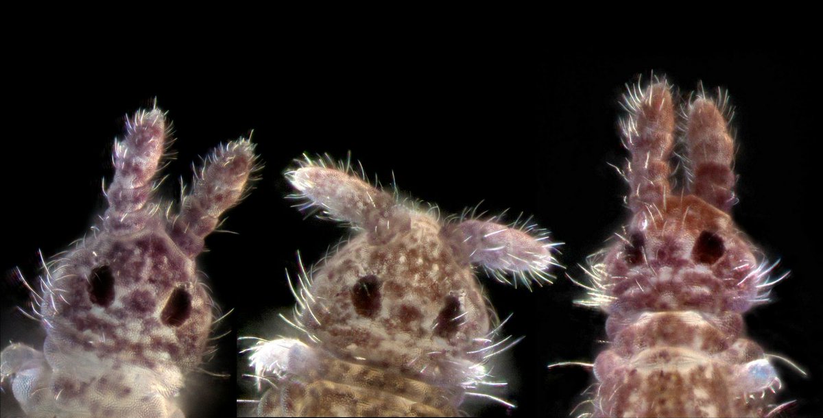 ねこのしっぽラボ tweet media