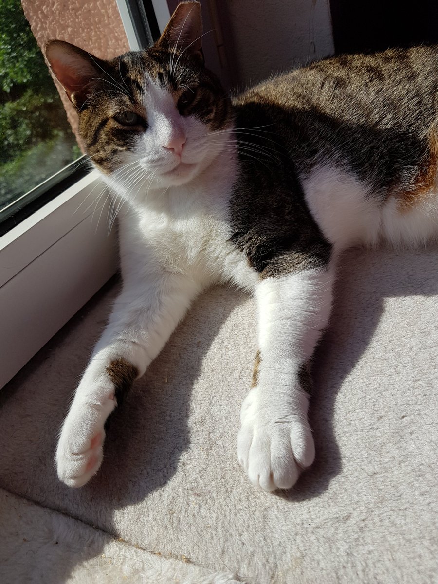 😻Benito🐾Calita😻 🌈Filou🌈 tweet media