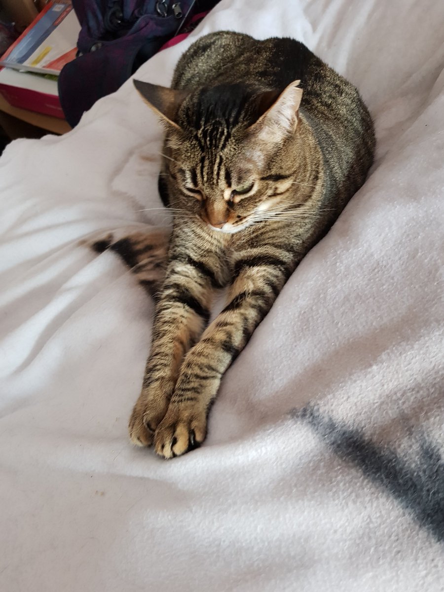 😻Benito🐾Calita😻 🌈Filou🌈 tweet media