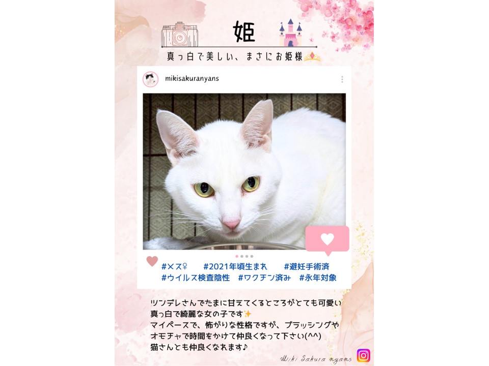 永年預かり対象
兵庫県 ♀ 生後5才 の"姫"ちゃんです。
 #猫の里親募集 #兵庫県
詳細：neko-jirushi.com/foster/234737/
写真：