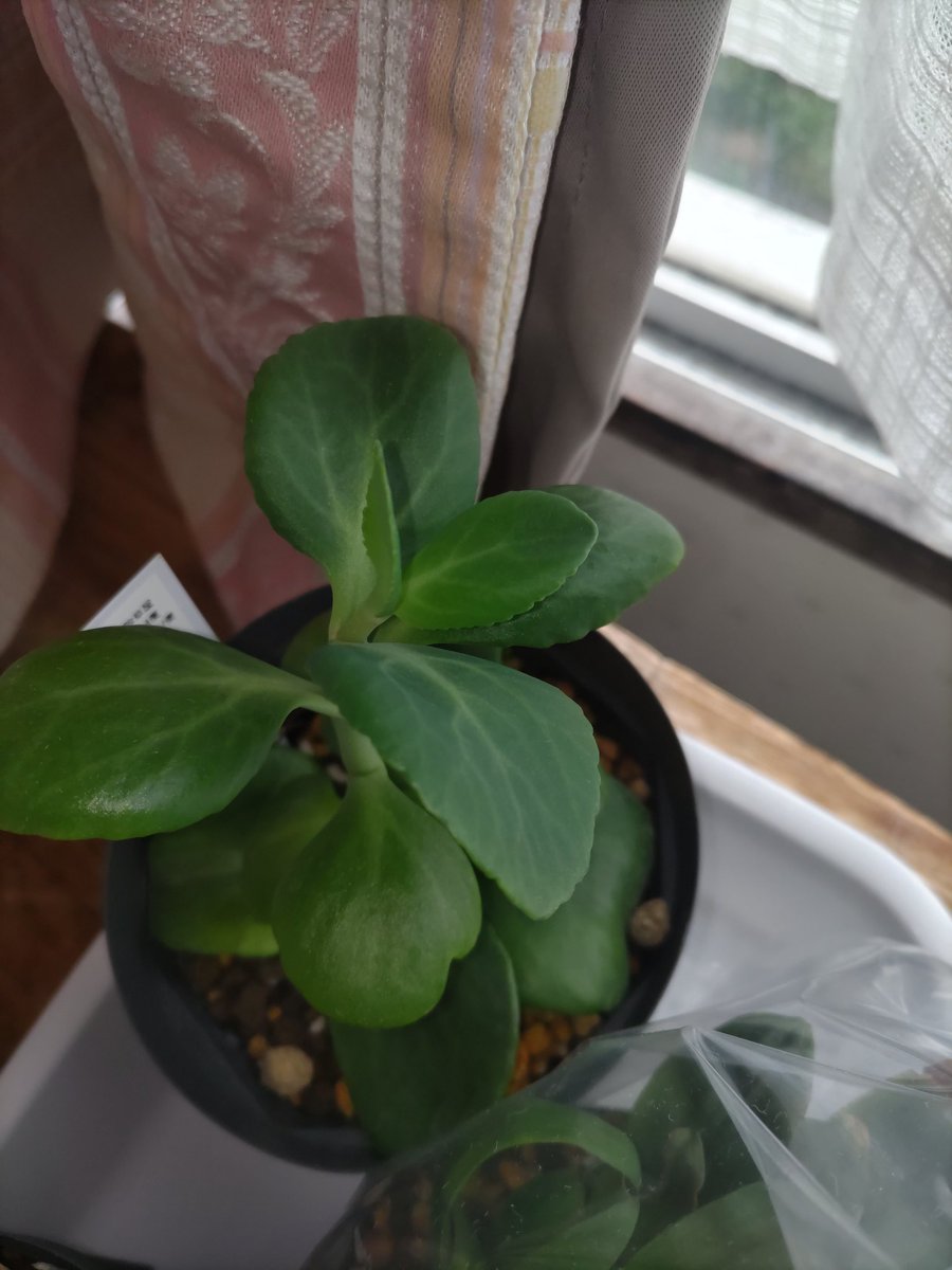 もるお tweet media