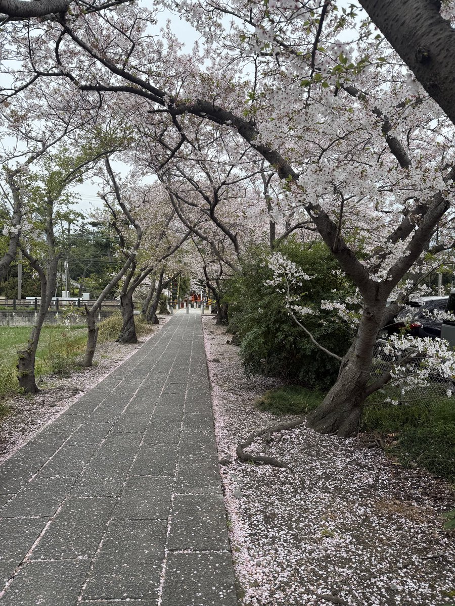 masataka8168's tweet photo. 今年の桜は早いですね。
ゆっくり見れずじまい。
あっという間に咲いて、あっという間に散ってしいました。
m(._.)m
#奈良市
#西ノ京
#薬師寺休ヶ岡八幡宮
#やなぎだ昌孝 https://t.co/OwZXUWqRCC