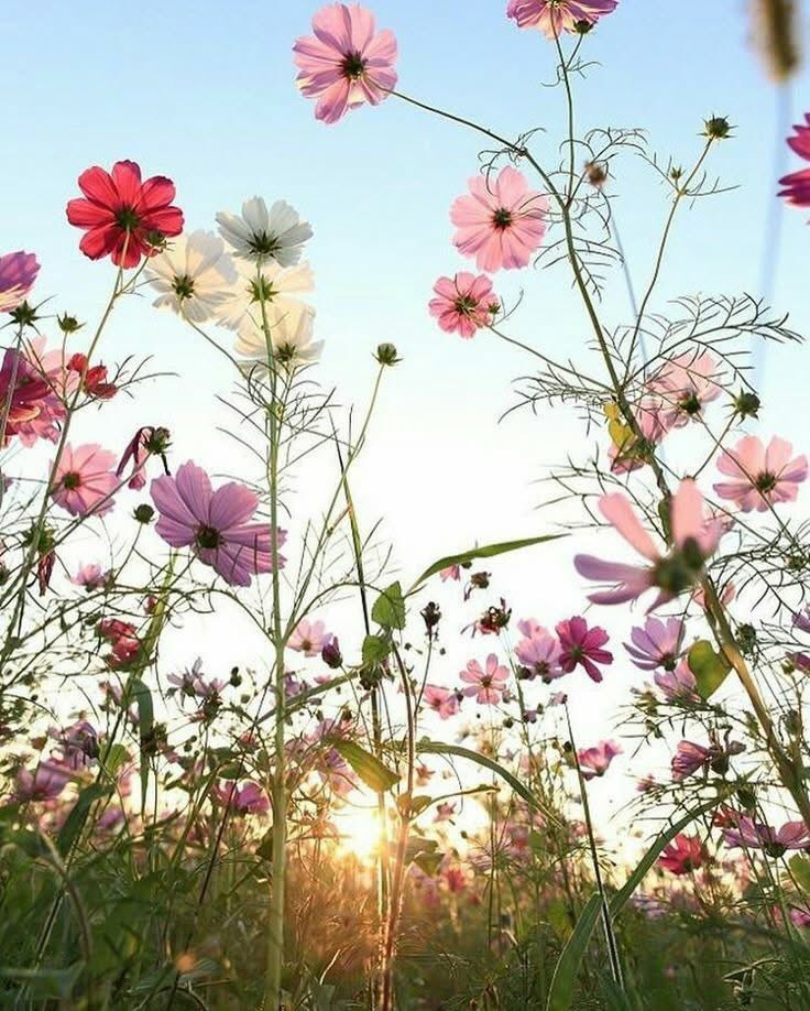 vdwdedromer tweet media