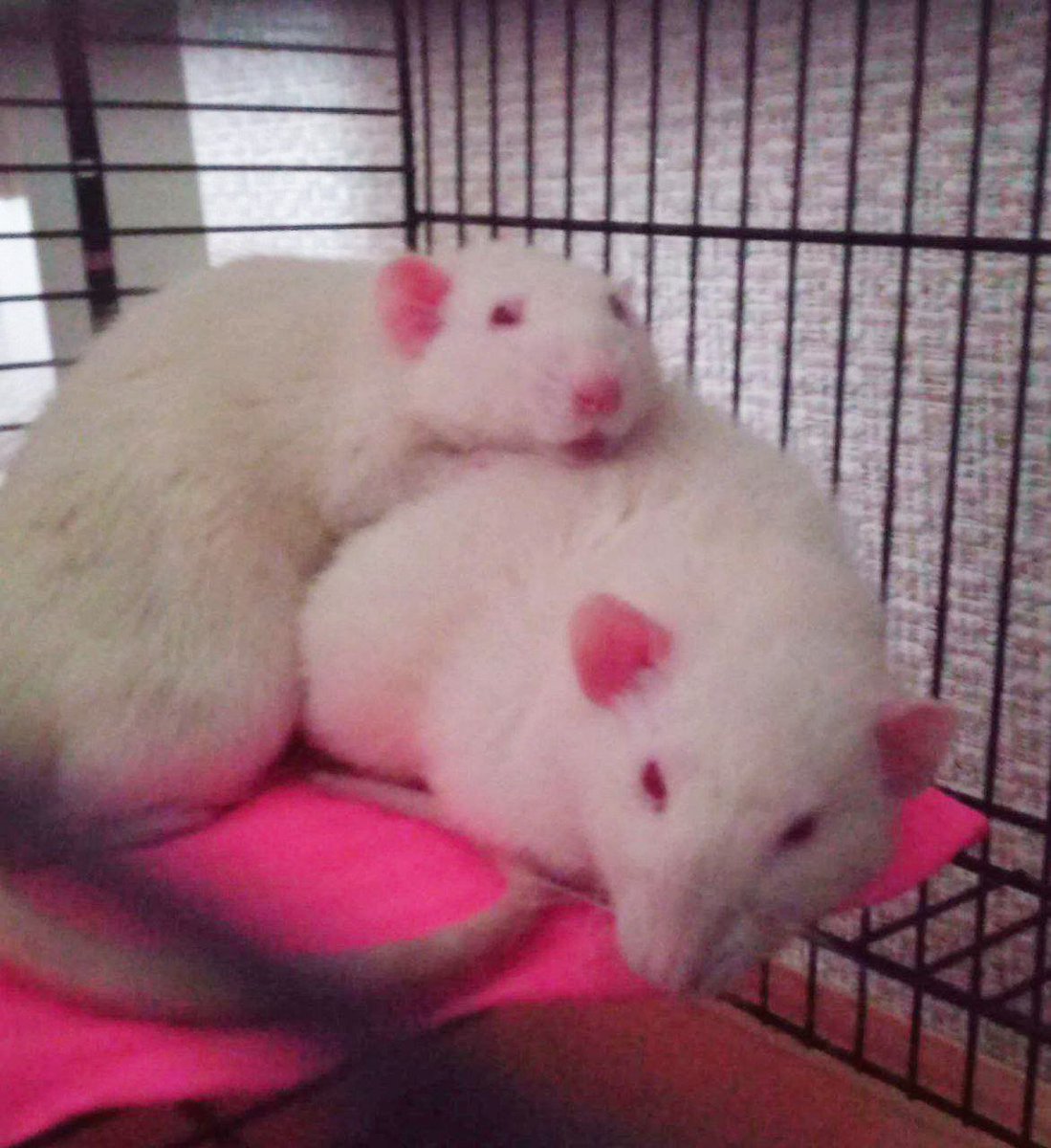 chunya🇺🇦 tweet media