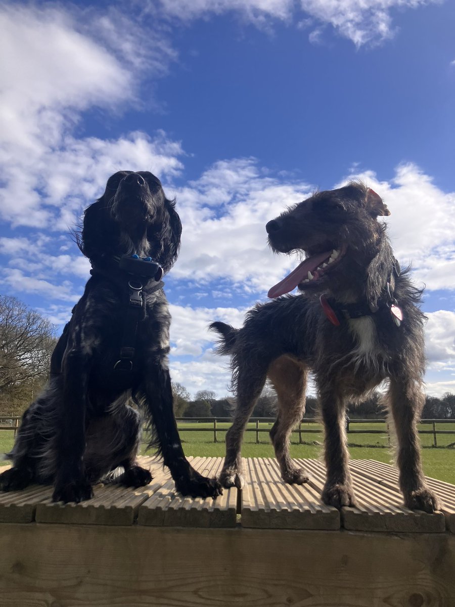 Eli & PiperSprocks Anipals tweet media