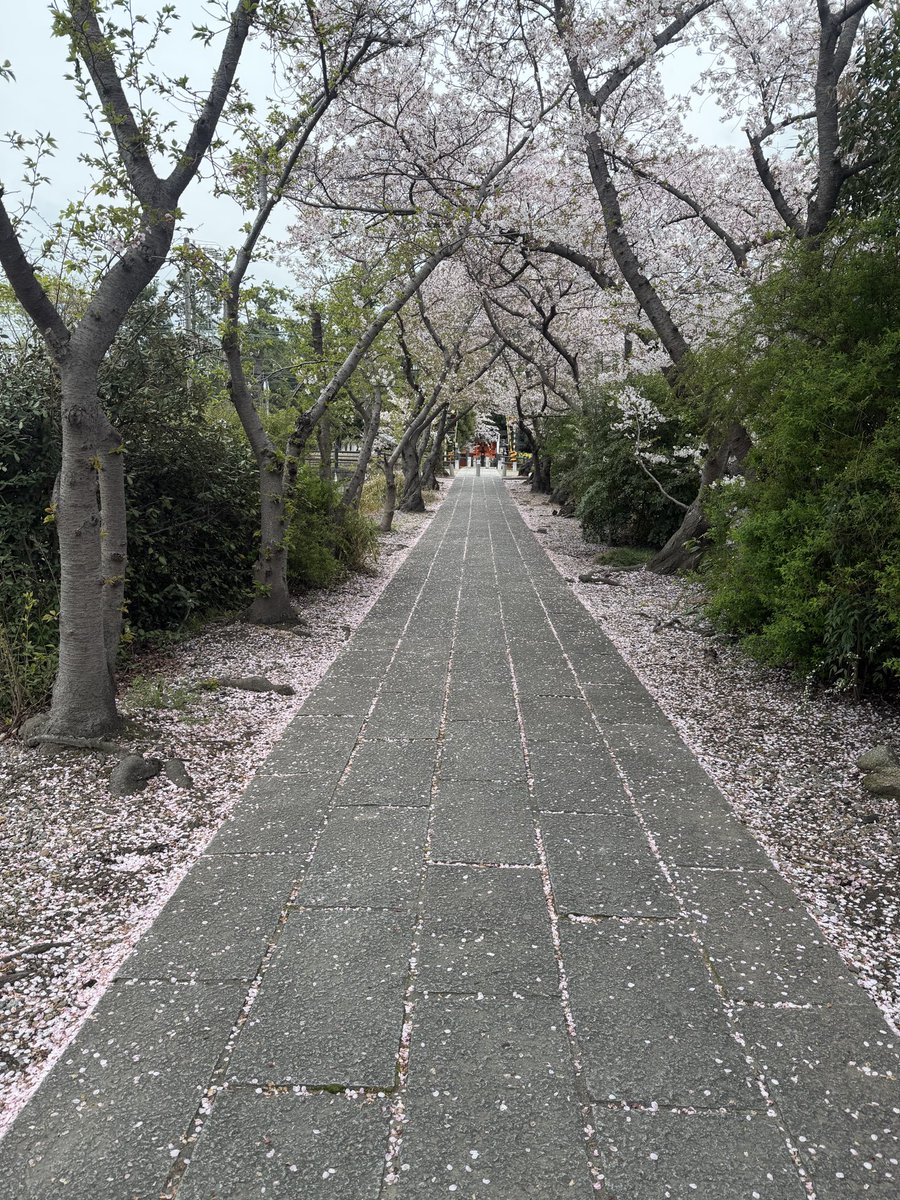masataka8168's tweet photo. 今年の桜は早いですね。
ゆっくり見れずじまい。
あっという間に咲いて、あっという間に散ってしいました。
m(._.)m
#奈良市
#西ノ京
#薬師寺休ヶ岡八幡宮
#やなぎだ昌孝 https://t.co/OwZXUWqRCC