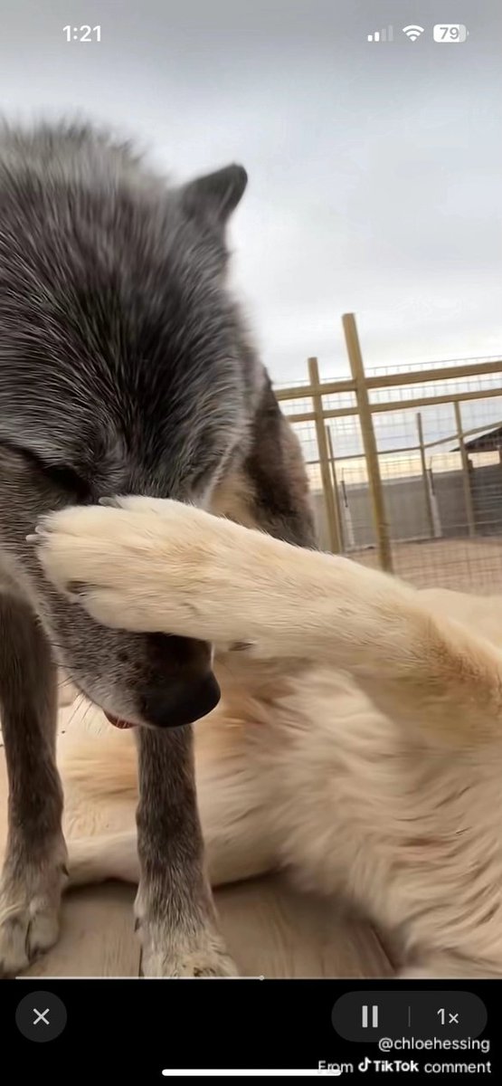 BreadMann tweet media