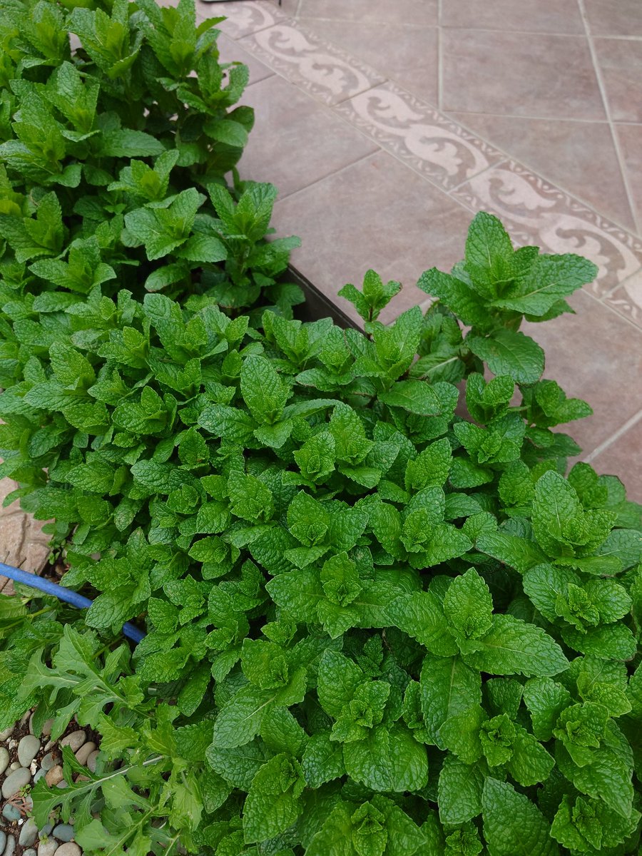 ぱーま tweet media