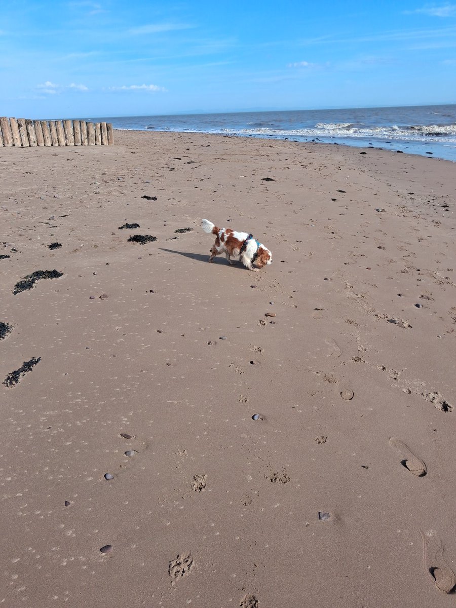 Dog Walker & Pub Lunches & Garden Smoker. Millwall tweet media