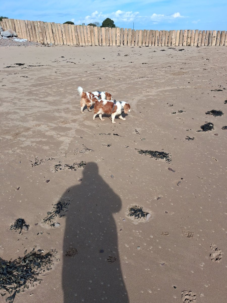 Dog Walker & Pub Lunches & Garden Smoker. Millwall tweet media