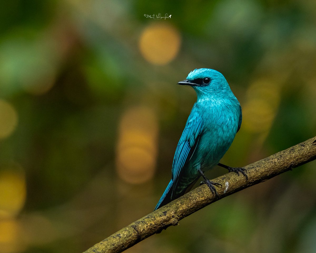 amit_valsangkar's tweet image. Verditer Flycatcher ♂️ #Colors #IndiAves #ThePhotoHour #birdphotography #BBCWildlifePOTD #NaturePhotography #birds @NatureIn_Focus @NatGeoIndia @NatureattheBest @SonyBBCEarth @WildlifeMag @WeNaturalists #BirdsSeenIn2026 #canon #BirdsOfTwitter @Canon_India  @NatGeoAnimals #blue
