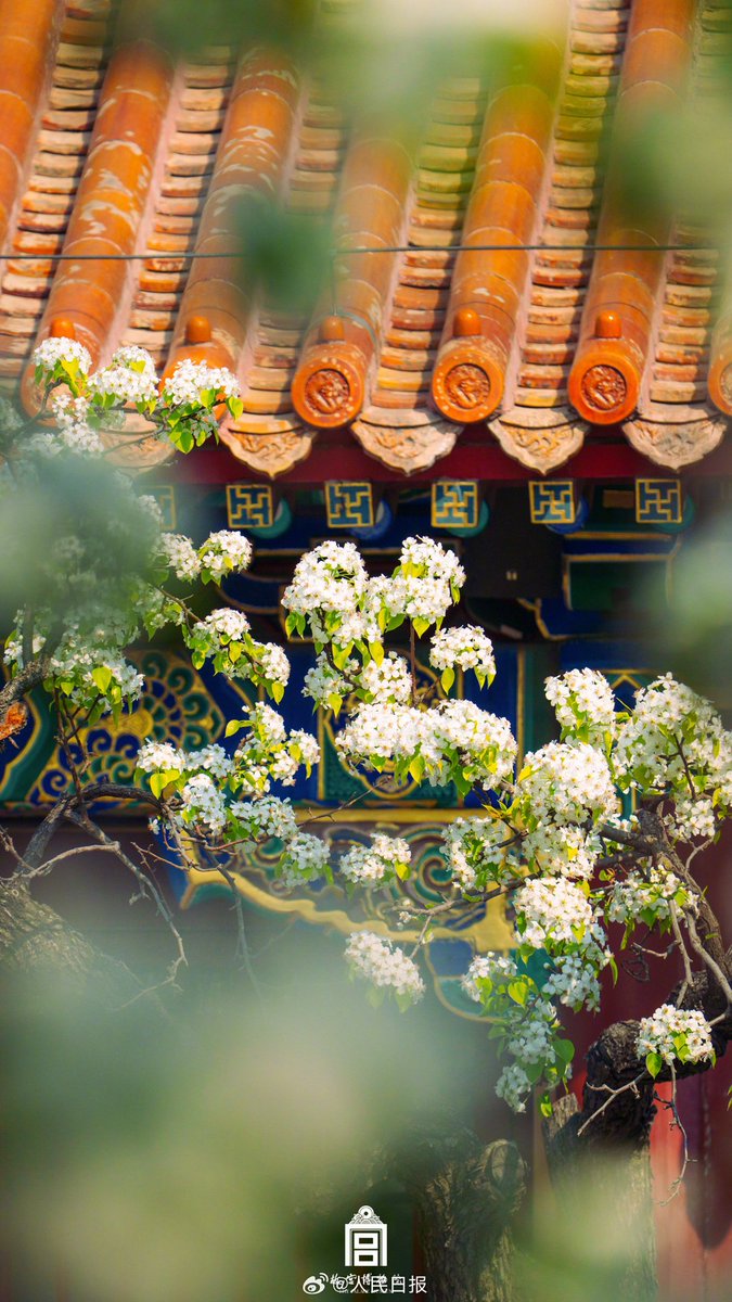 henbaidadeluda1's tweet photo. 一树梨花白，春风自往来。（故宫博物院） https://t.co/qLlaBaJXK9
