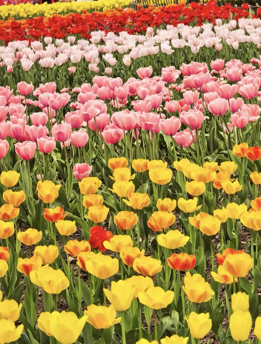 CandyWeng3's tweet photo. A field of tulips, a moment of calm.🌷 https://t.co/XBwND3GvFH