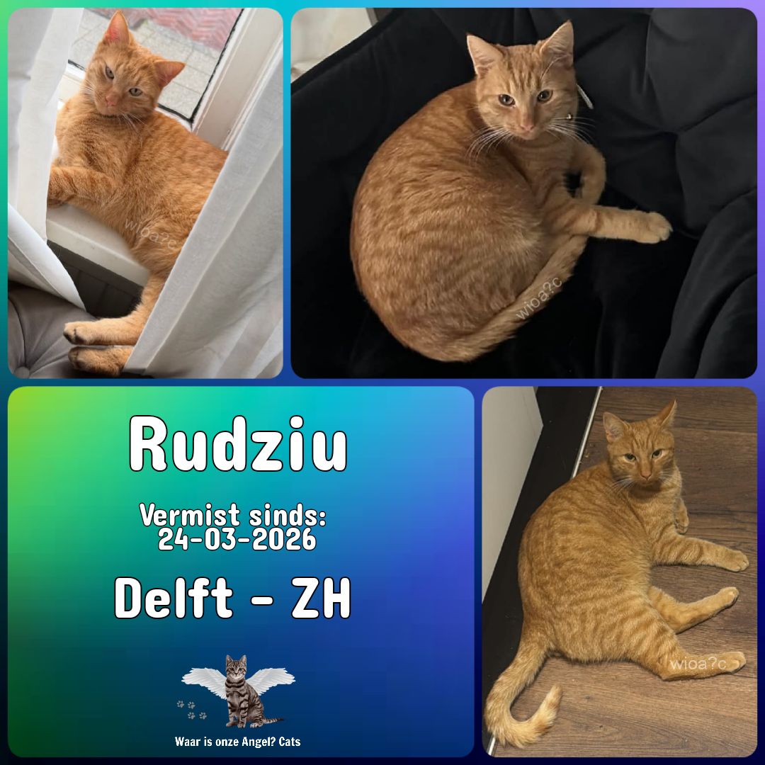 waarisonzeangel? tweet media