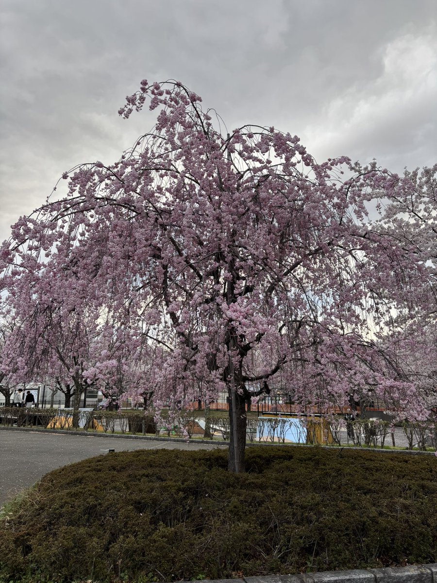 桜見に来てる
さむい