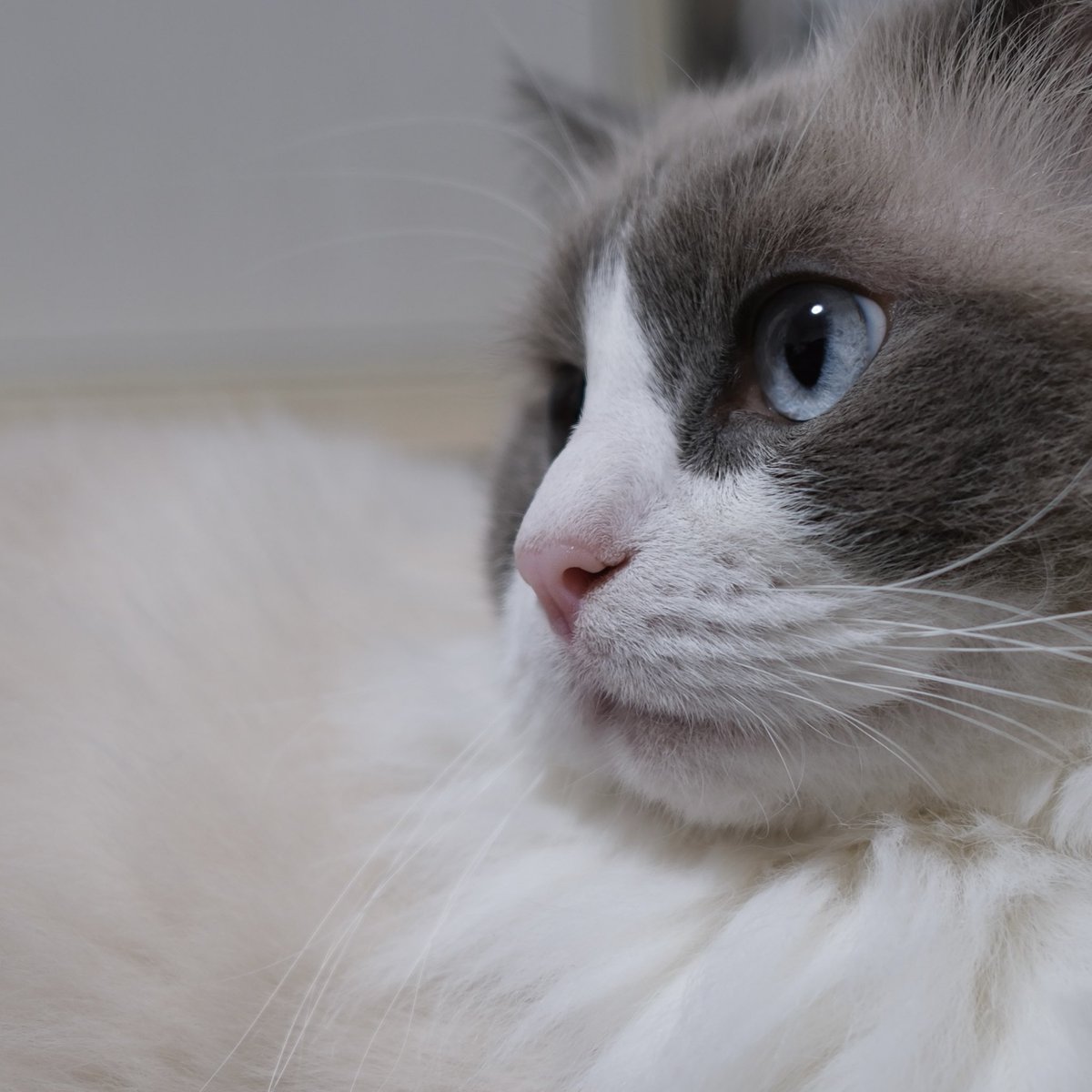 𝜗𝜚 tweet media